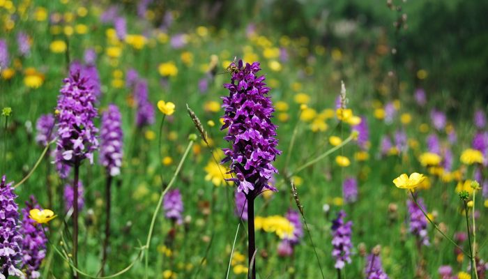 alpenblumenwanderung knabbenkraut berggesund