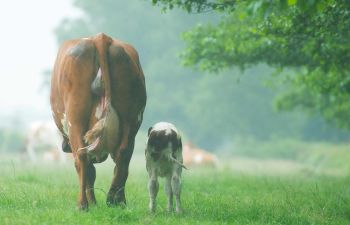 kalb kuh mutter kuh