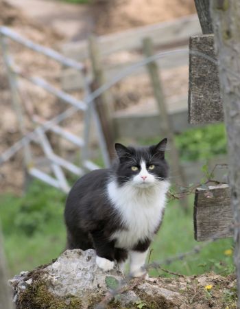 katze urlaubaufdembauernhof kinder