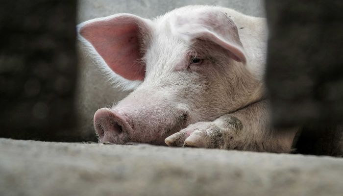 schwein bauernhof
