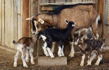 ziegenfamilie kitzlein c0188ae3
