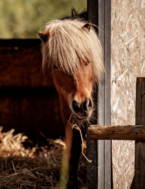 pfered reiten urlaubaufdembauernhof