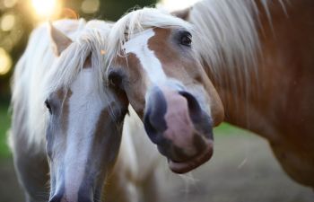 pferde haflinger 8a8b1e7c