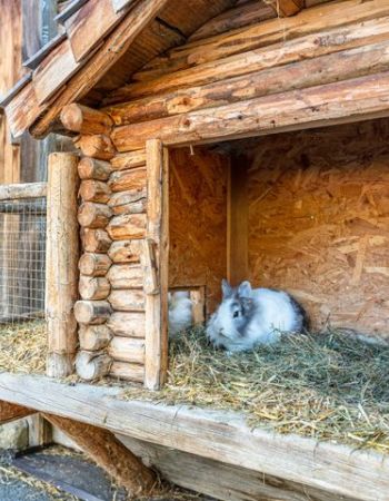 Chalets & Hütten im Großarltal | Mein Ferienbauernhof – Bild