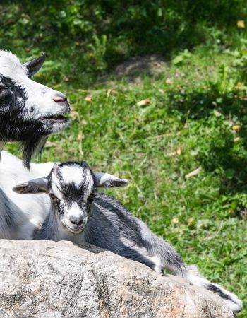 Haarlehen ziege kitzlein 8e1b48e6