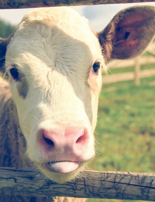 kalb kuh babykuh weide 1