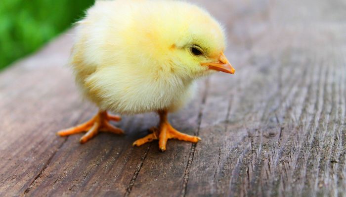 kueken huhn 8fcc3967