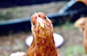 huhn bauernhof