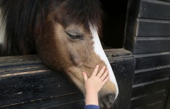 perde kinder reiten bauernhof